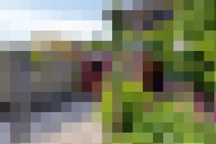 Lavendel-oord 1 Houten thumbnail 37