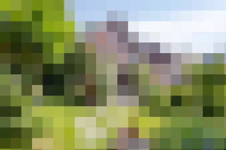 Lavendel-oord 1 Houten thumbnail 38