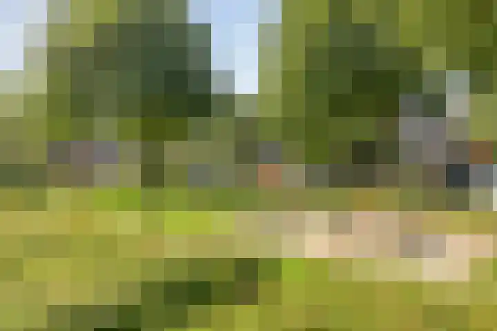 Lavendel-oord 1 Houten thumbnail 42