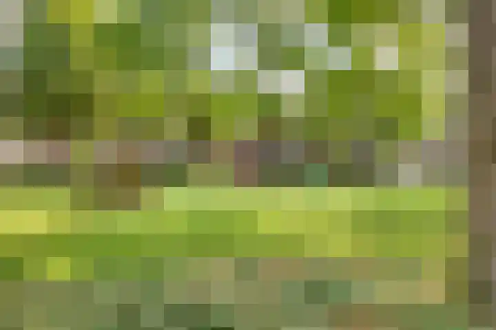 Lavendel-oord 1 Houten thumbnail 43