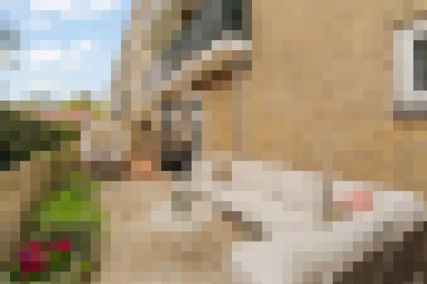 Lavendelhof 8 Noordwijk thumbnail 19