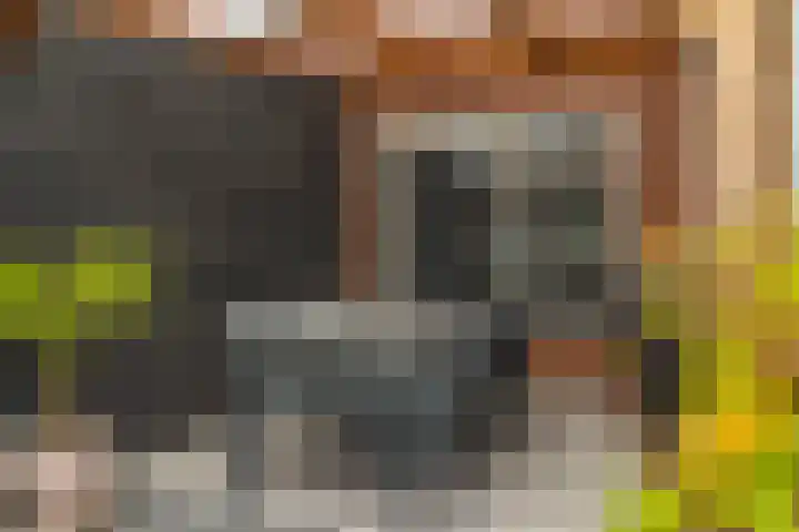 Lavendelhof 88 Zundert thumbnail 5