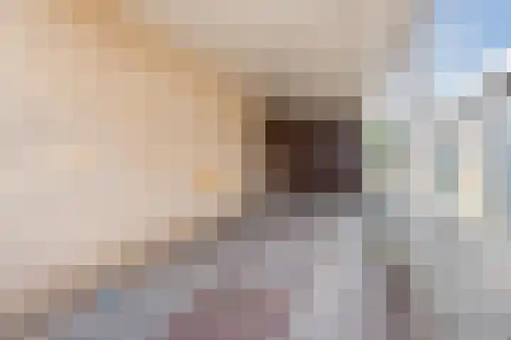 Lavendellaan 15 Valkenswaard thumbnail 7