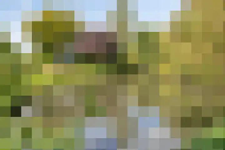 Lavendellaar 37 Veghel thumbnail 30