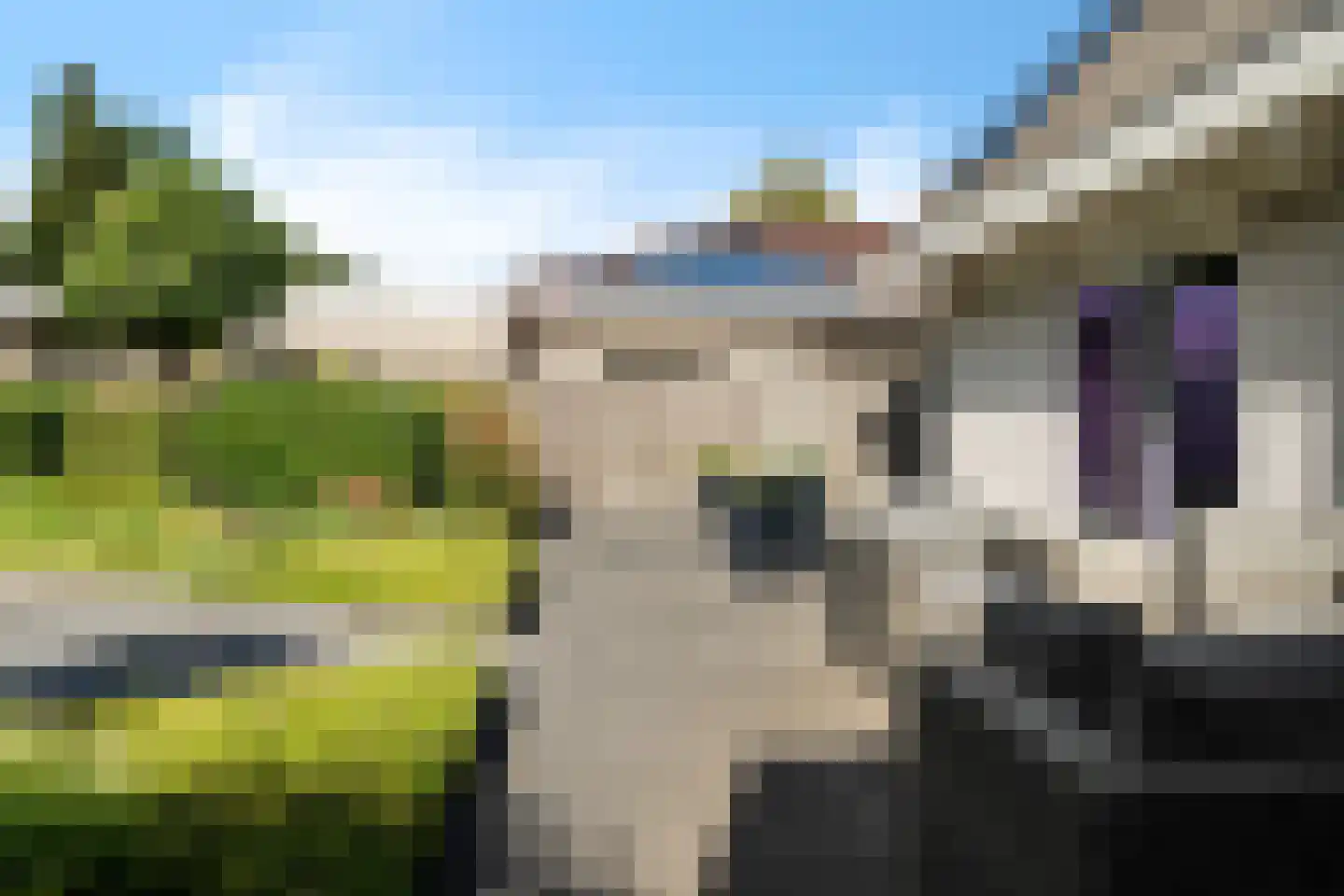 Lavendelstrook 4 Swifterbant thumbnail 55
