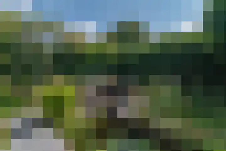 Lavendeltuin 30 Zoetermeer thumbnail 23