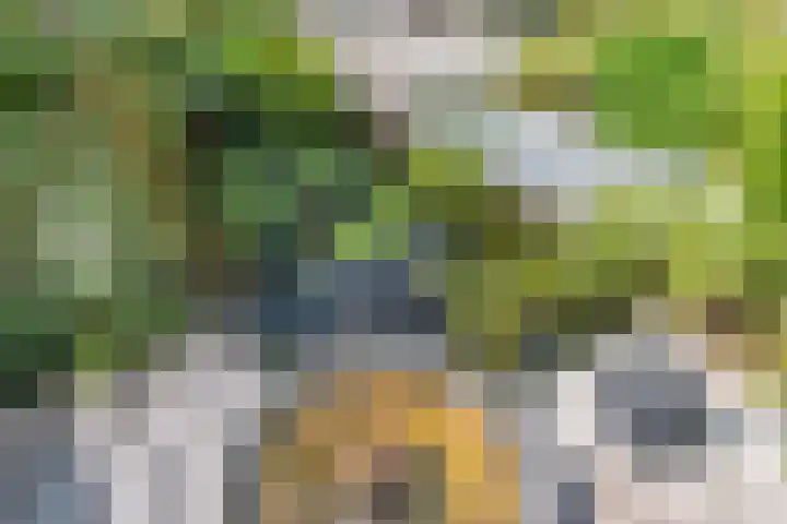 Lavendeltuin 30 Zoetermeer thumbnail 28