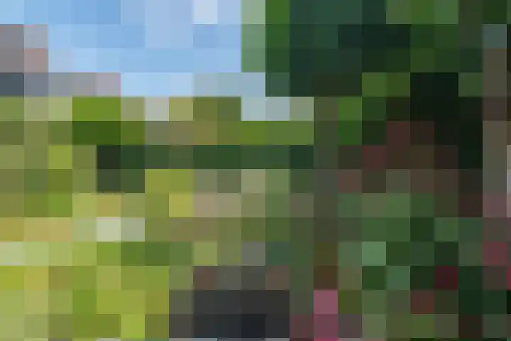 Lavendeltuin 30 Zoetermeer thumbnail 32