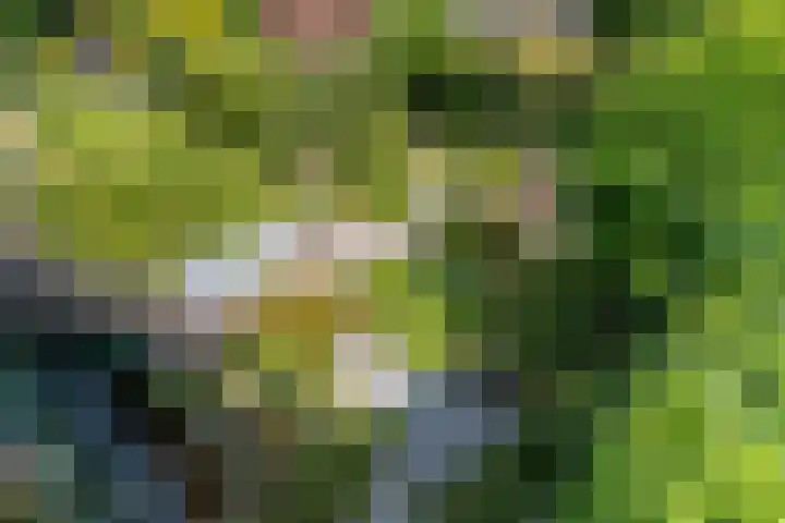 Lavendeltuin 30 Zoetermeer thumbnail 34