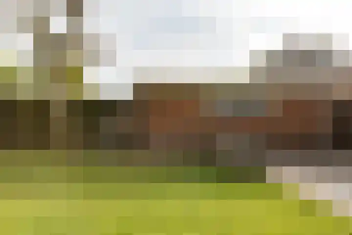 Lavendeltuin 6 Bergschenhoek thumbnail 34