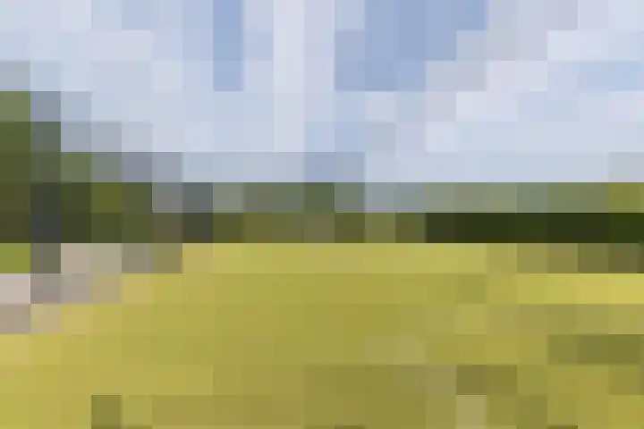 Lavendelveld 12 Schiedam thumbnail 41