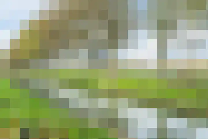 Lavendelveld 21 Schiedam thumbnail 42