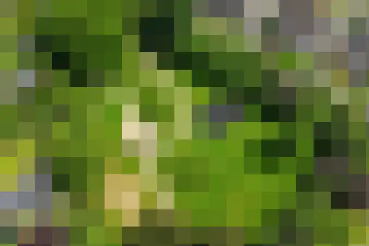 Laveringsveen 5 Dalen thumbnail 41