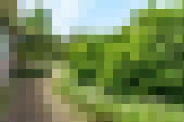 Lawickse Allee 206 Wageningen thumbnail 37