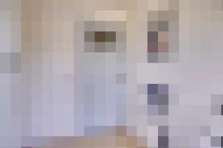 Le Sage ten Broeklaan 89 Eindhoven thumbnail 22