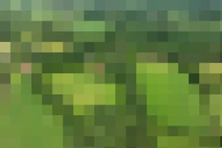 Leeferdinklaan 4 Winterswijk Ratum thumbnail 12