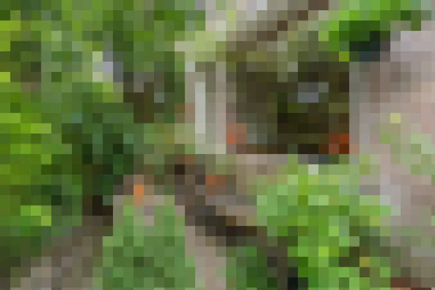 Leek 38 Bergen (NH) thumbnail 6