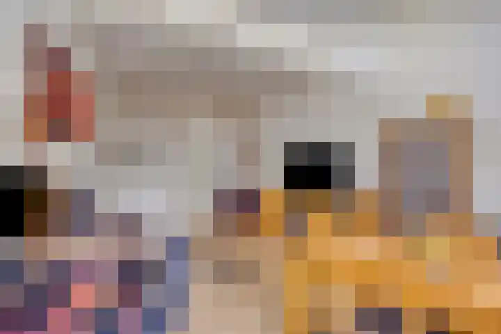 Leerlooiersgroes 3 Gennep thumbnail 12