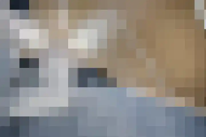Leeuw 24 Klazienaveen thumbnail 39