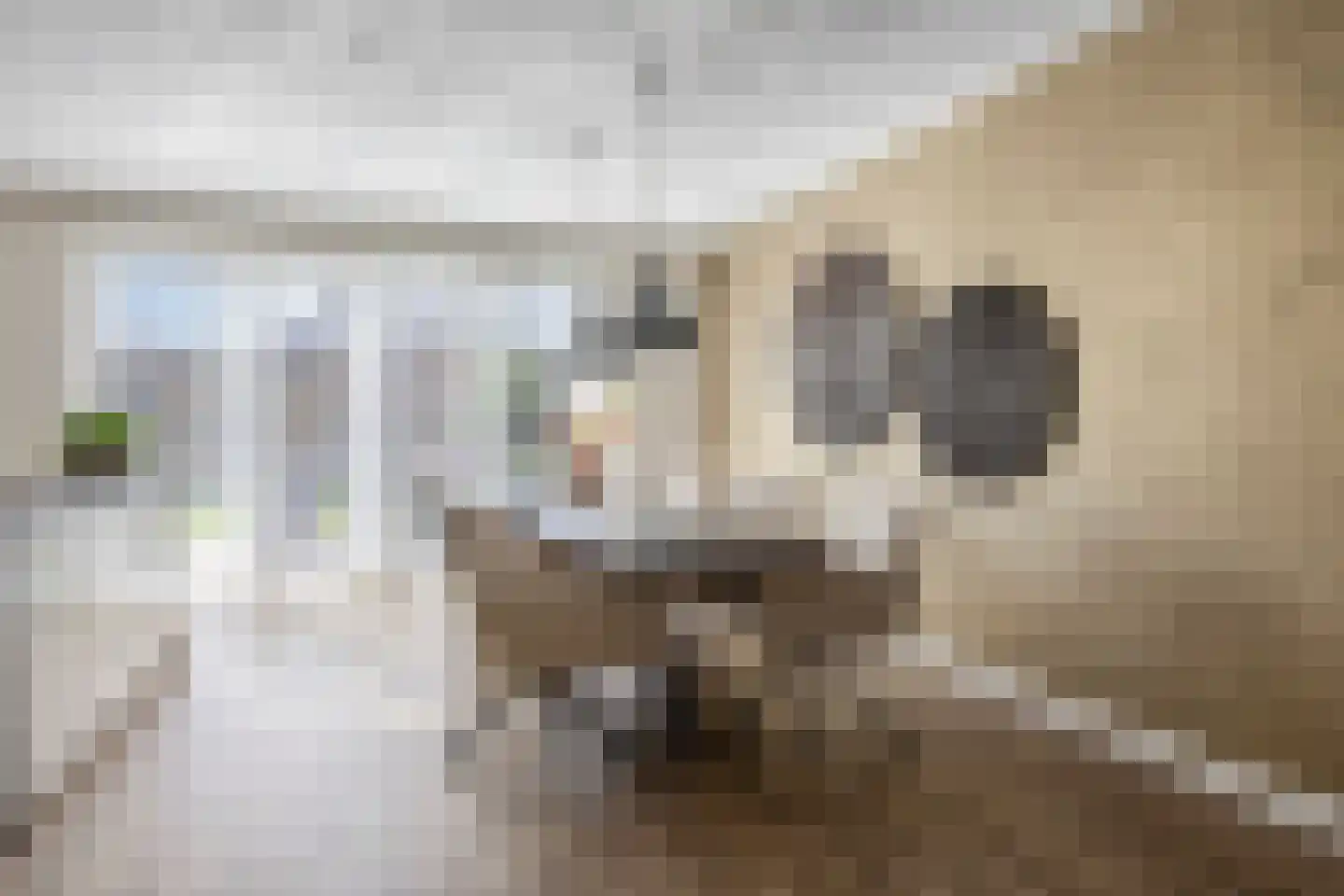 Leeuw 26 Klazienaveen thumbnail 8