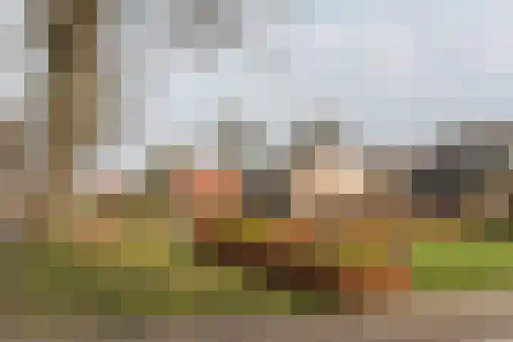 Leeuwarderstraatweg 256 Nieuwebrug thumbnail 36
