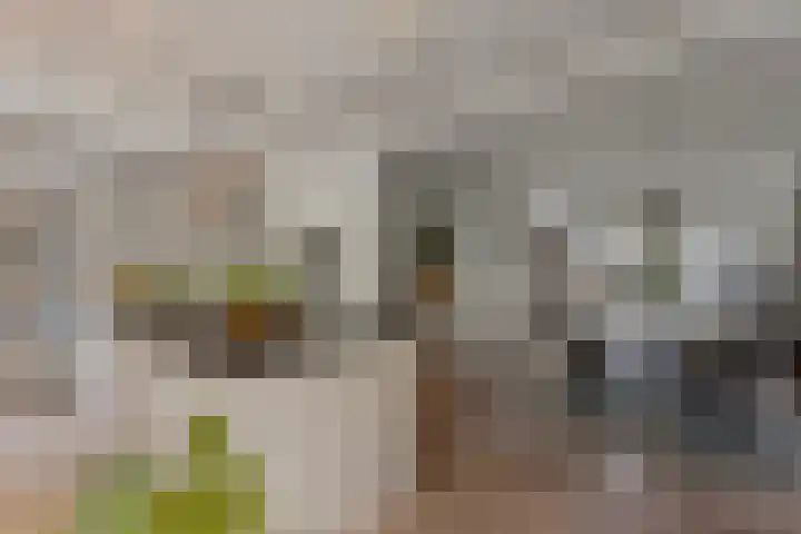 Leeuwenbeklaan 8 Waalre thumbnail 22