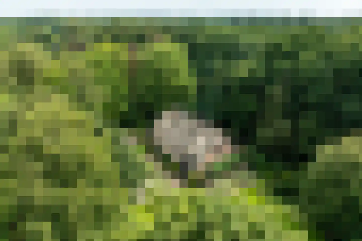 Leeuwenburgerlaan 4 Doorn thumbnail 48