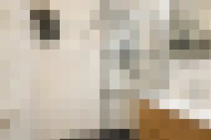 Leeuwendalersweg 103 Amsterdam thumbnail 27
