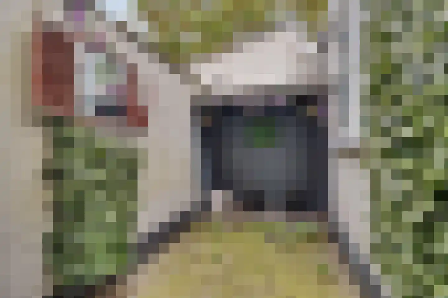 Leeuwenhofje 2 Gorinchem thumbnail 6
