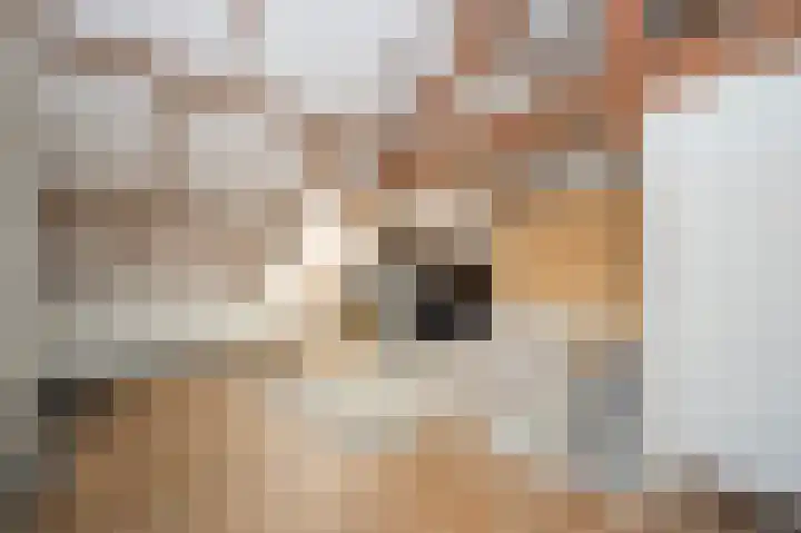 Leeuwenlaan 14 Terneuzen thumbnail 14