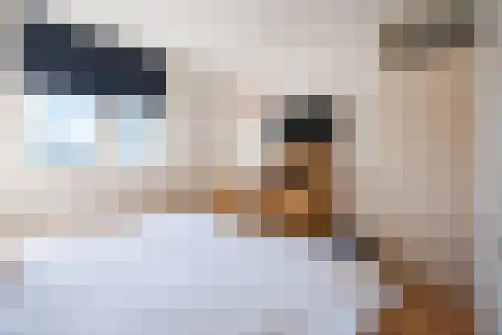 Leeuwenstraat 145 Eindhoven thumbnail 12