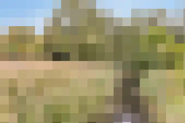 Leeuwerik 33 Veenendaal thumbnail 29