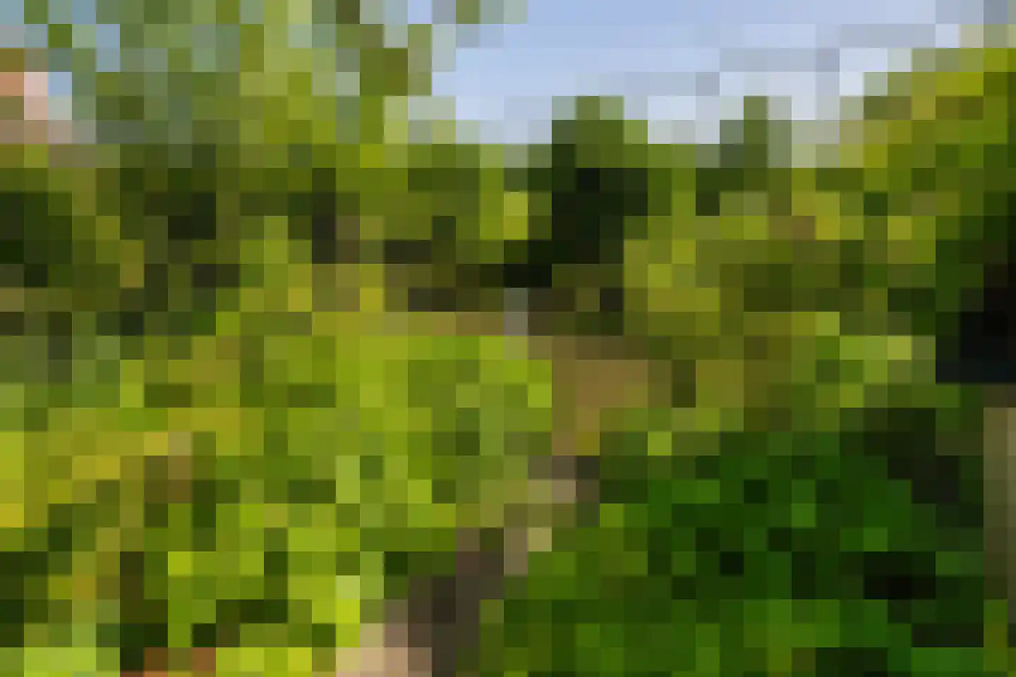 Leeuwerik 35 Kwintsheul thumbnail 25