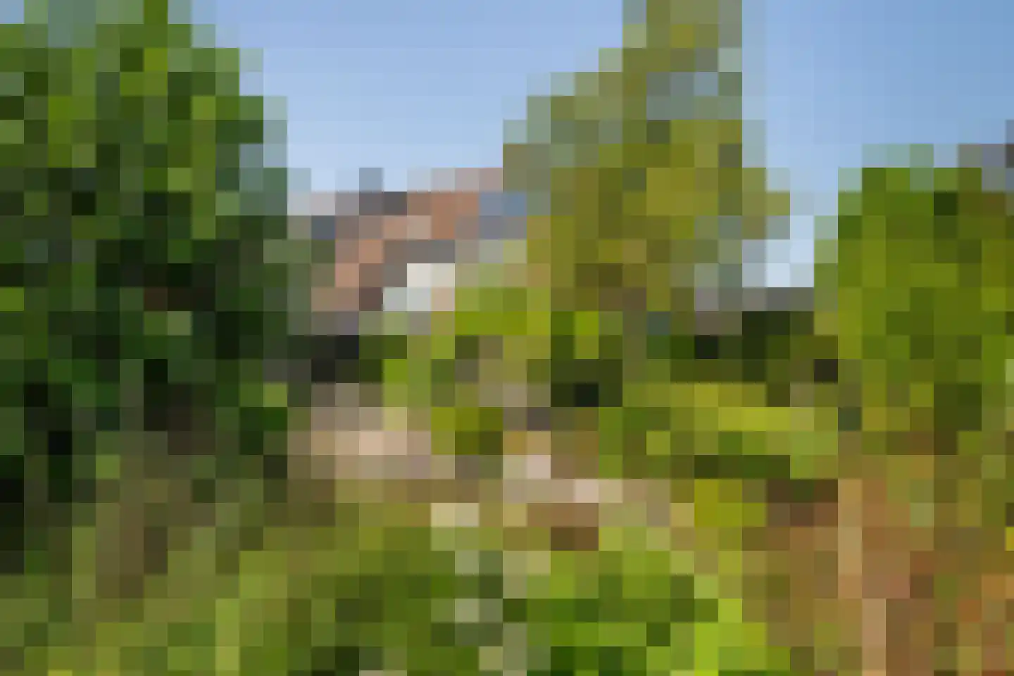 Leeuwerik 35 Kwintsheul thumbnail 26