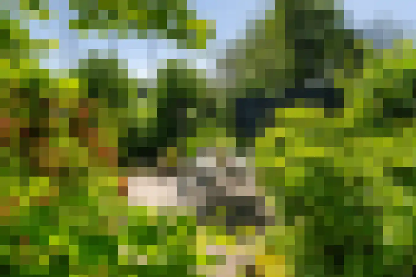 Leeuwerik 35 Kwintsheul thumbnail 4
