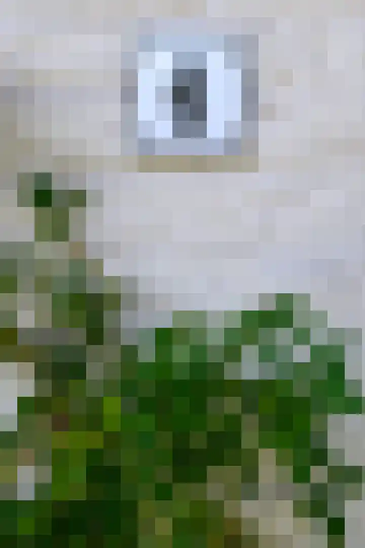 Leeuwerik 6 Bodegraven thumbnail 53