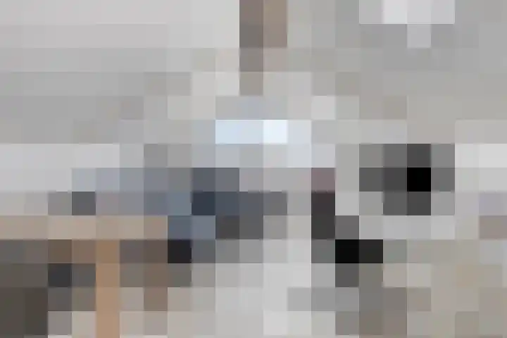 Leeuwerik 63 Mierlo thumbnail 19