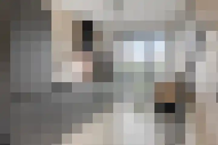 Leeuwerik 63 Mierlo thumbnail 9