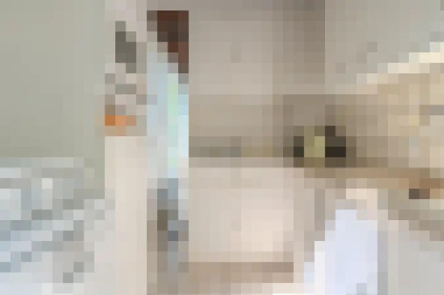 Leeuwerikenlaan 14 Kamperland thumbnail 22