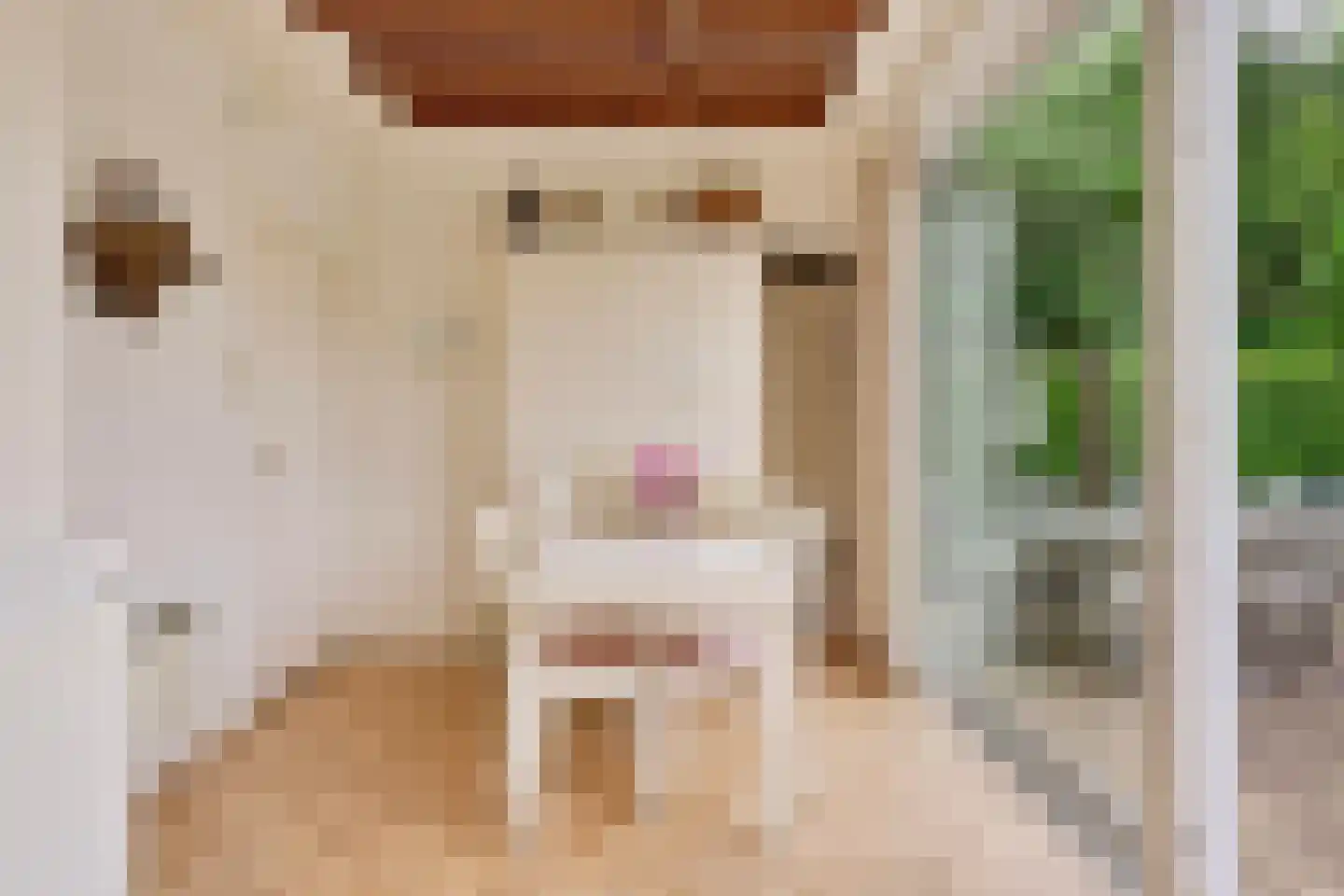 Leeuwerikenlaan 16 Kamperland thumbnail 10