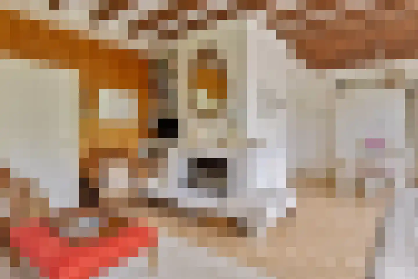 Leeuwerikenlaan 16 Kamperland thumbnail 12
