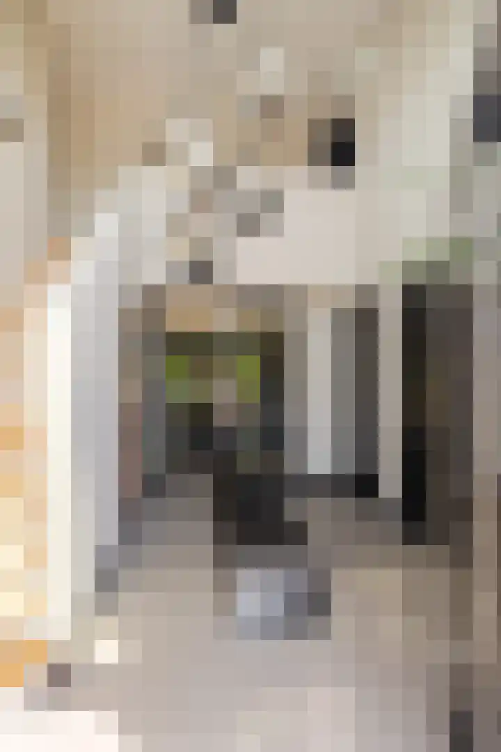 Leeuweriklaan 9 Dongen thumbnail 10
