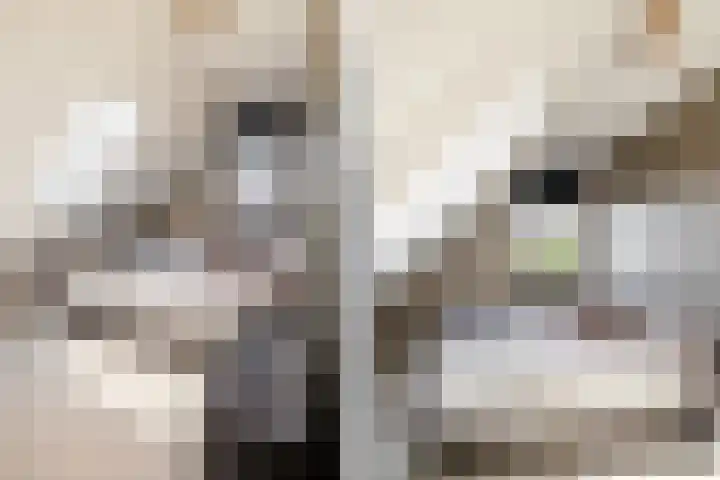 Leeuweriklaan 9 Dongen thumbnail 71