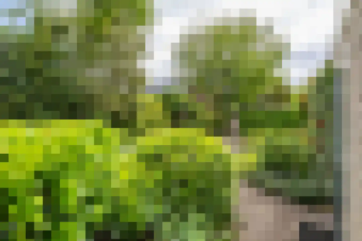 Leeuwerikstraat 1 Vries thumbnail 39