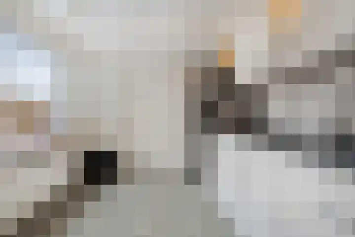 Leeuwerikstraat 28 Goor thumbnail 11