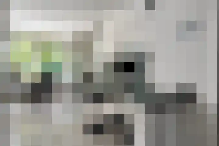 Leeuwerikstraat 28 Vries thumbnail 20