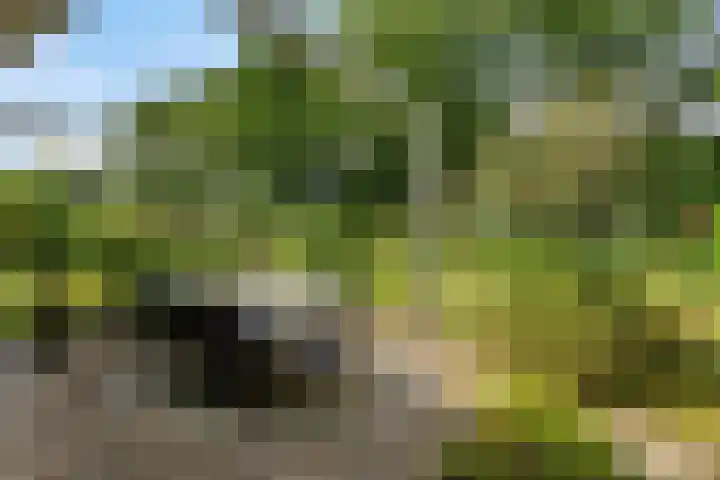 Leeuwerikstraat 28 Vries thumbnail 44