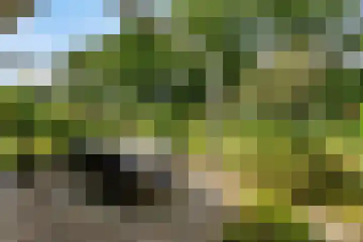 Leeuwerikstraat 28 Vries thumbnail 5