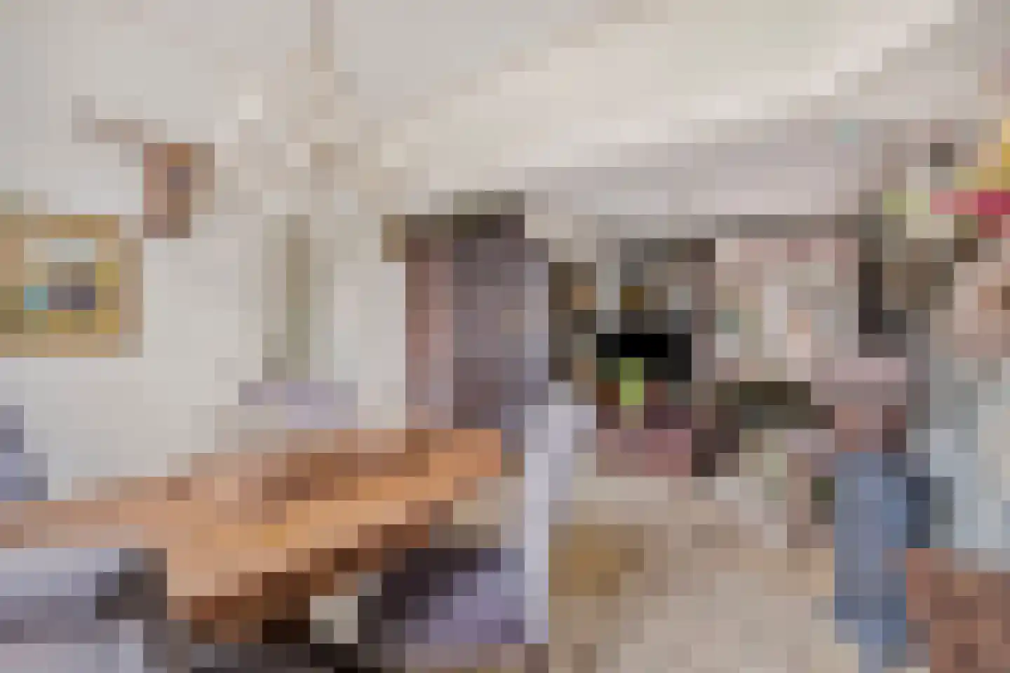 Leeuwerikstraat 36 Venlo thumbnail 5