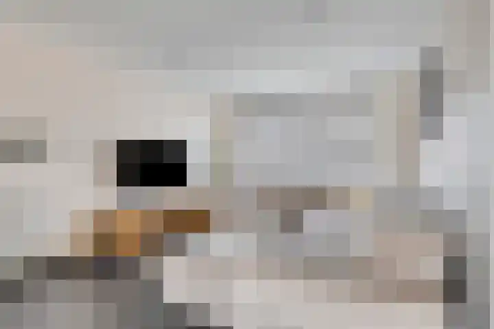 Leeuwerikstraat 37 St. Willebrord thumbnail 7